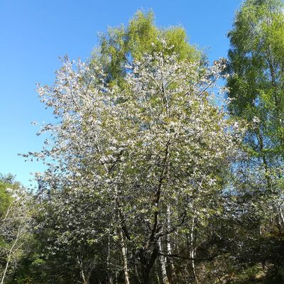 #scottishborders #spring #blossom