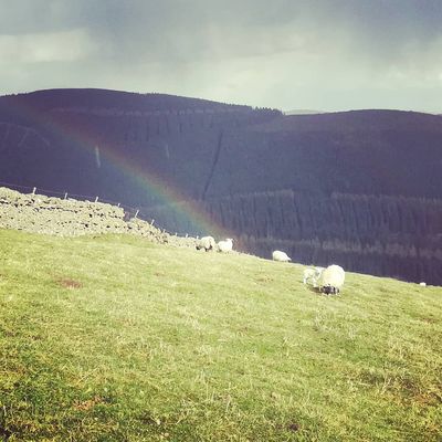Lambs AND a rainbow!