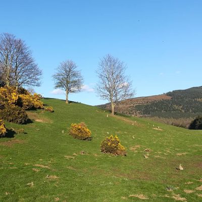 Count the #rabbits 
#innerleithen #scottishborders #scotland #spring