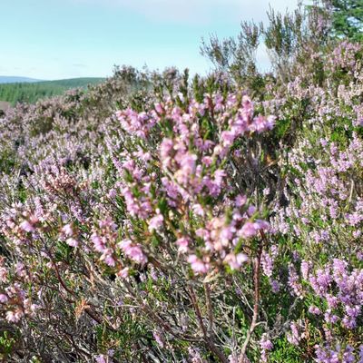 More #heather in the beautiful #scottishborders!