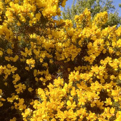 #gorse #scottishborders #scottishspring #innerleithen #bloom #spring