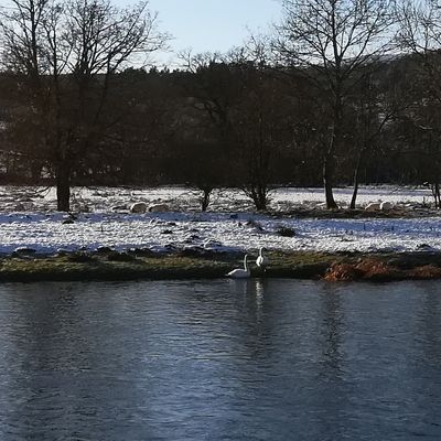 #swans #traquair #tweed #innerleithen