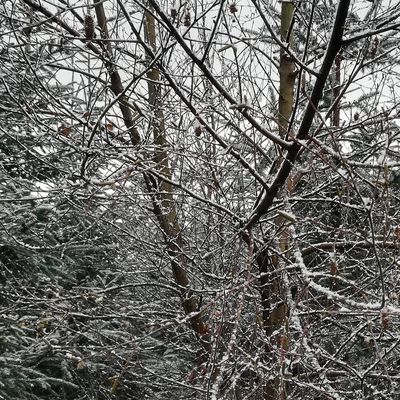 #firstsnow #snow #caddonbank #innerleithen