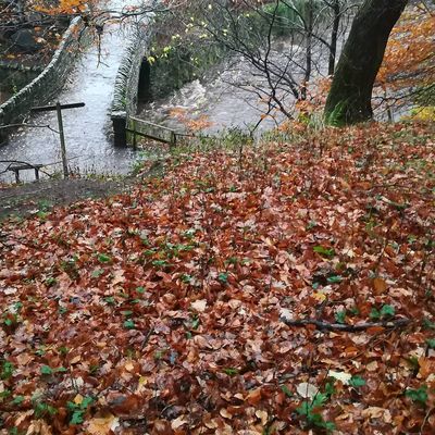 #leithenwater #cuddybridge Water's high