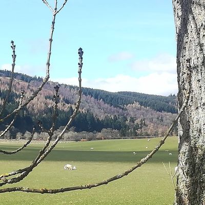 #spring #scottishborders #innerleithen #lambing