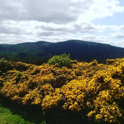 #gorse #bloom #innerleithen #scottishborders #scottishspring