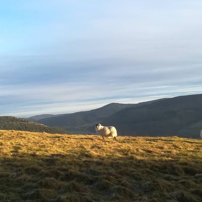 #sunnyscotland