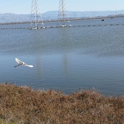 Egrets, I've had a few... #shoreline #mountainview  #myway #nasaames #google