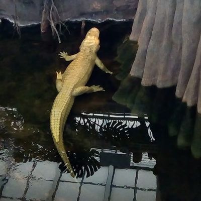 #claudethealbinoalligator #californiaacademyofsciences #whitealigator #aligator #albino