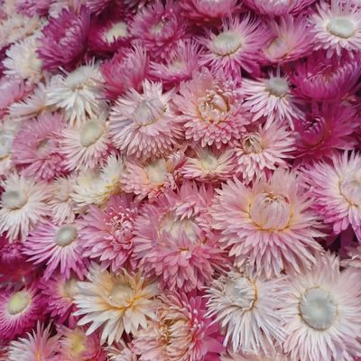 Fleurs de Villes